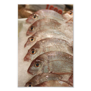 Snapperfisk Fototryck