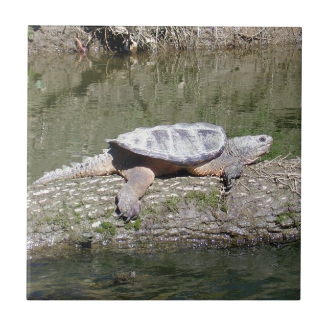 Snapping Turtle Kakelplatta (Framsidan)