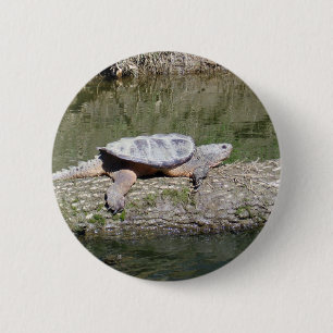Snapping Turtle Knapp