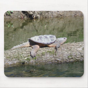 Snapping Turtle Musmatta