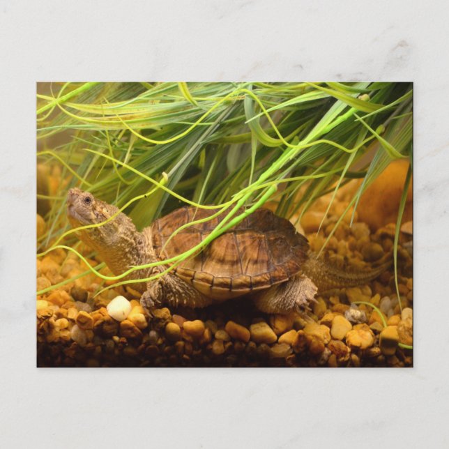 Snapping Turtle (New York) Vykort (Framsida)