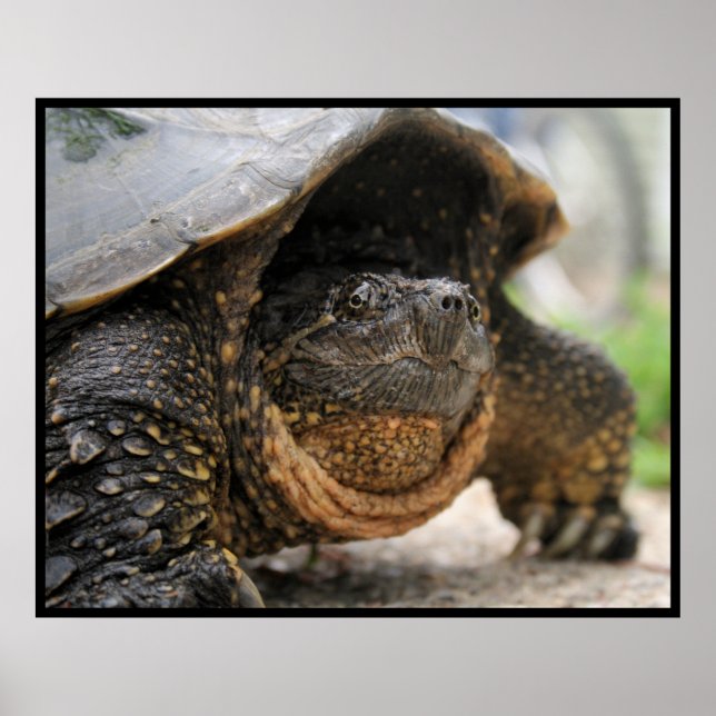 Snapping Turtle Poster (Framsidan)