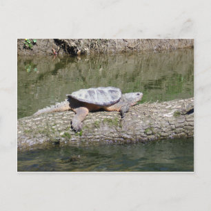 Snapping Turtle Vykort