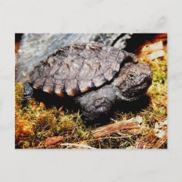 Snapping Turtle Vykort