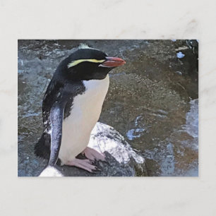 Snares penguin, Nya Zeeland Vykort