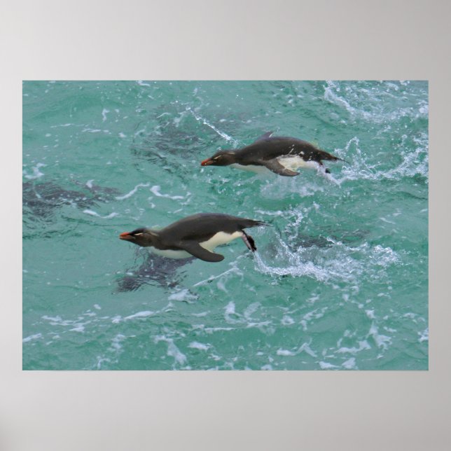 Snares Penguins Swimming Poster (Framsidan)