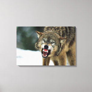 Snarling grått varg canvastryck
