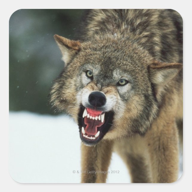 Snarling grått varg fyrkantigt klistermärke (Framsida)