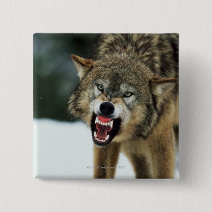 Snarling grått varg knapp