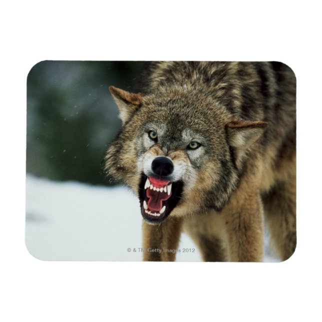 Snarling grått varg magnet (Horisontell)