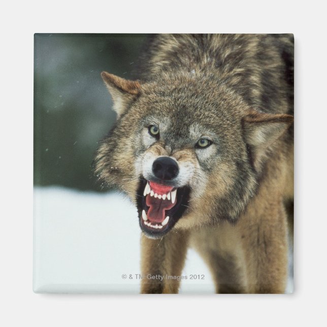 Snarling grått varg magnet (Framsidan)