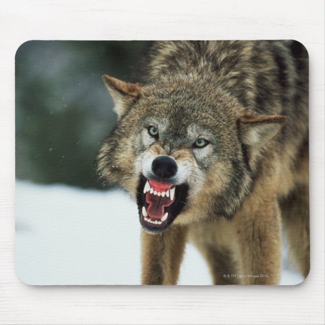 Snarling grått varg musmatta (Framsidan)