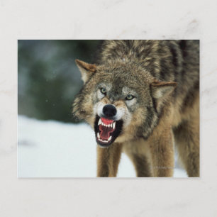 Snarling grått varg vykort