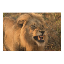 Snarling Male Lejon i Naturligt inställningsfoto