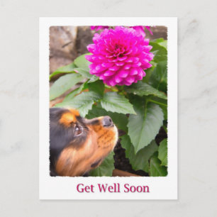 Snart Bättre Kung Charles Spaniel Och Dahlia Vykort
