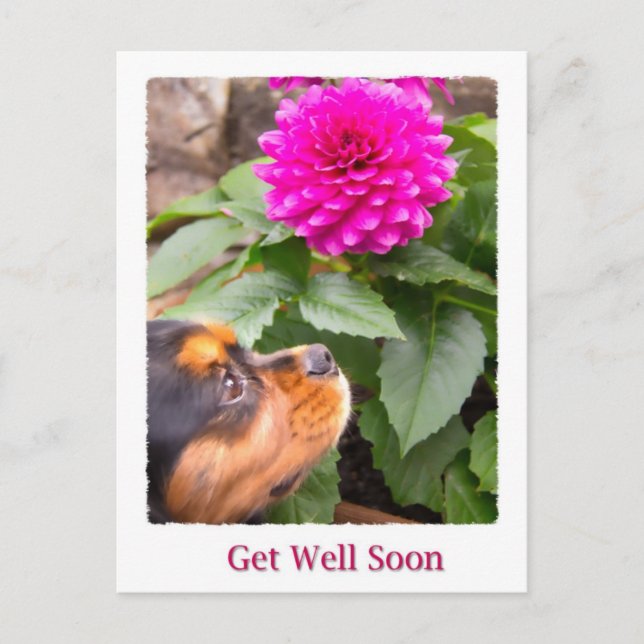 Snart Bättre Kung Charles Spaniel Och Dahlia Vykort (Framsida)