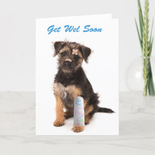 Snart frisk igen kort Borderterrier hund
