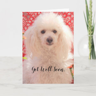 Snart frisk igen Toy poodle tom hälsningskort Kort