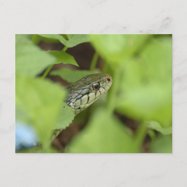 Sneaking Snake Vykort (Framsida)