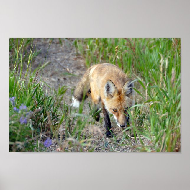 Sneaky Red Fox, Colorado Poster (Framsidan)