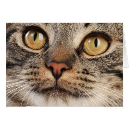 Sned boll-Synad tabby katt Hälsningskort