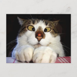Snedögd katt och nyckelpiga vykort