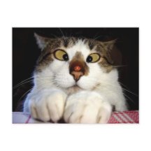 Snedögd katt och nyckelpiga