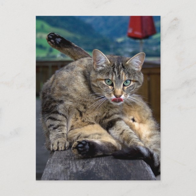 Snedvridning vid Städning Vykort (Framsida)