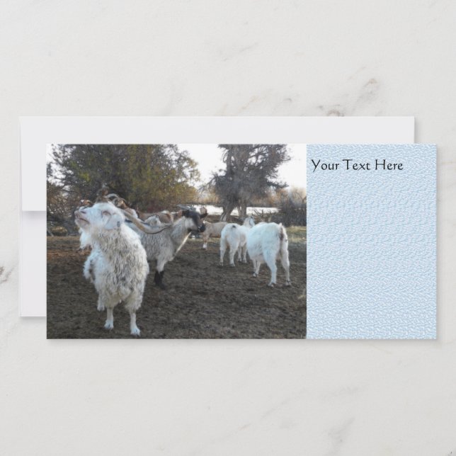 Snezy Goat (Framsida)