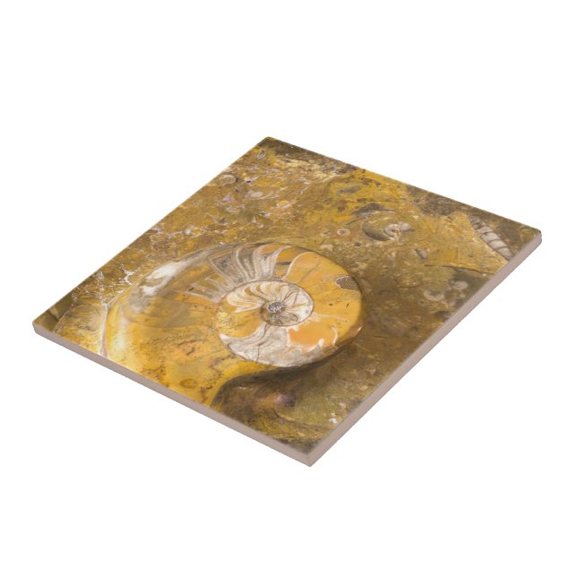 Sniden bunke som göras av fossil i stenCloseupfoto Kakelplatta (Sidan)