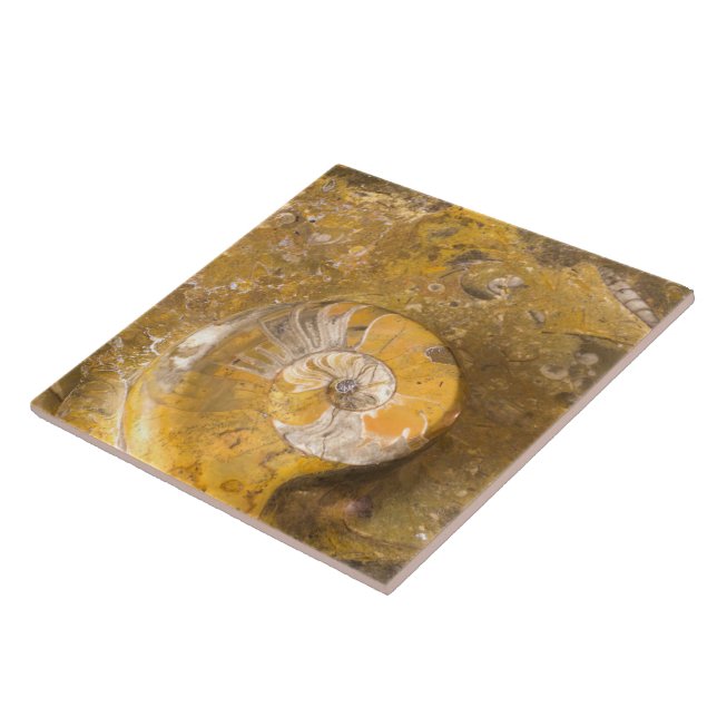 Sniden bunke som göras av fossil i stenCloseupfoto Kakelplatta (Sidan)