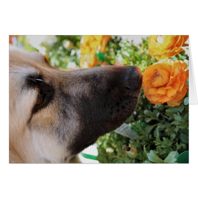 Sniff Hälsningskort (Framsidan Horizontal)