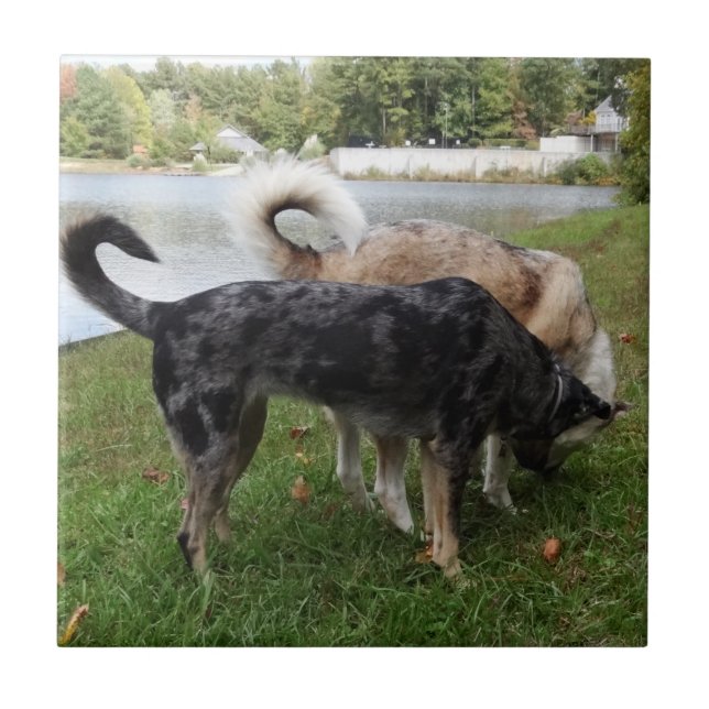 Sniffa för Catahoula Leopardhund och för Ausky Kakelplatta (Framsidan)