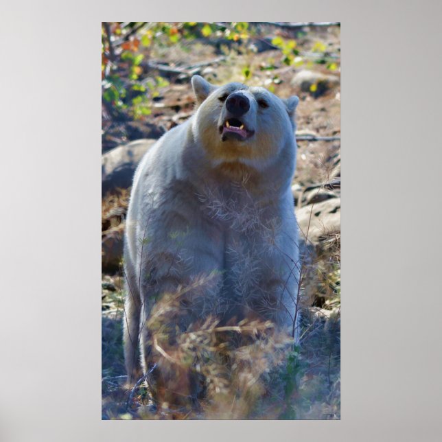 Sniffing Kermode (Spirit) Bear Wildlife Scene Poster (Framsidan)