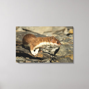 Sniffing Weasel Canvastryck