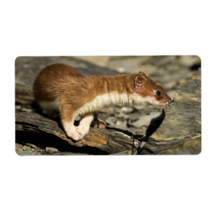 Sniffing Weasel Fraktsedel