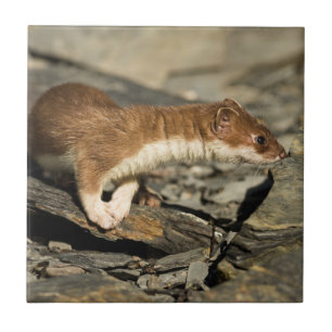 Sniffing Weasel Kakelplatta