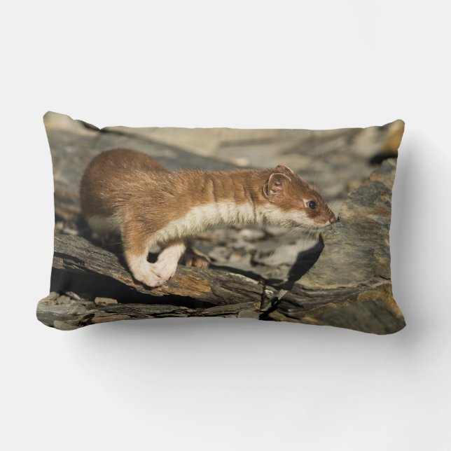 Sniffing Weasel Lumbarkudde (Framsida)