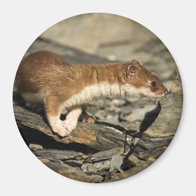 Sniffing Weasel Magnet (Framsidan)