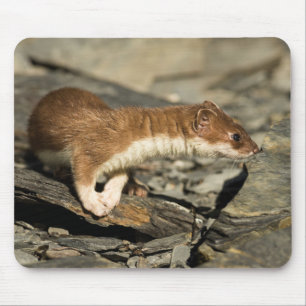 Sniffing Weasel Musmatta