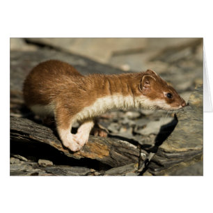 Sniffing Weasel OBS Kort