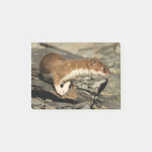 Sniffing Weasel Post-it Block