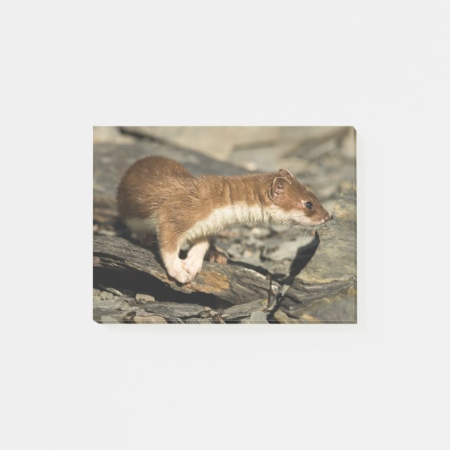 Sniffing Weasel Post-it Block (Framsida)