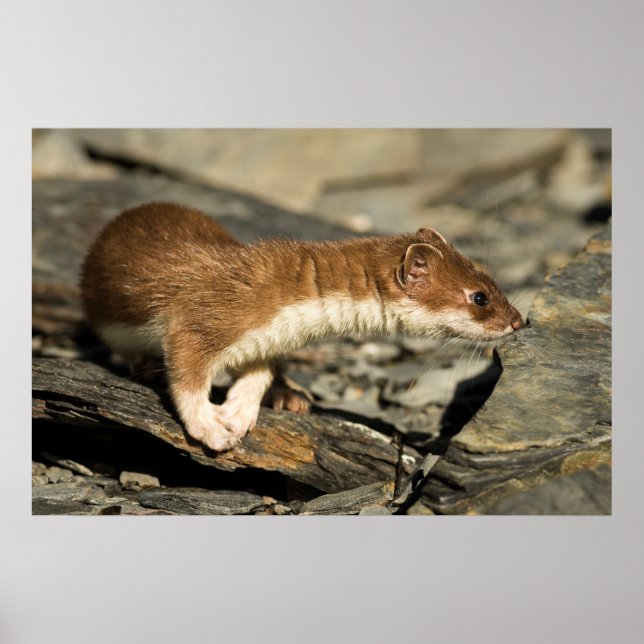 Sniffing Weasel Poster (Framsidan)