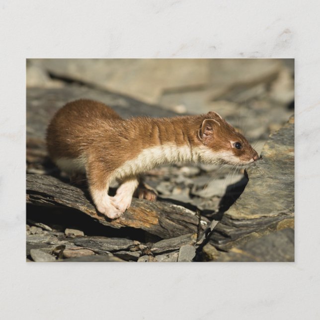 Sniffing Weasel Vykort (Framsida)