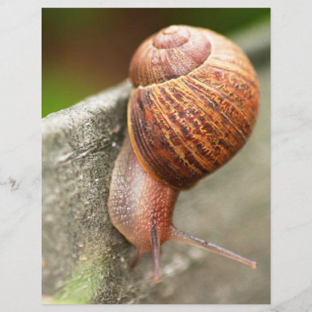 snigel (Framsida)