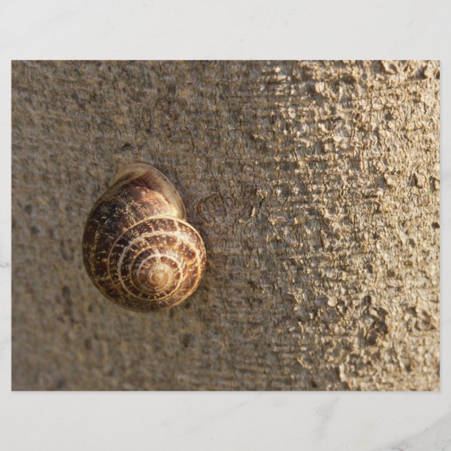 Snigel (Framsida)