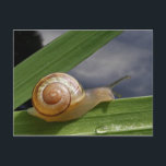 Snigel 96 ~ vykort<br><div class="desc">Utsnitt av snigel på gladiolusblad över ny himmelbakgrund.
Matchande porto finns tillgängligt.</div>