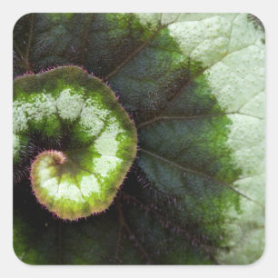 Snigel Begonia Löv Fyrkantigt Klistermärke