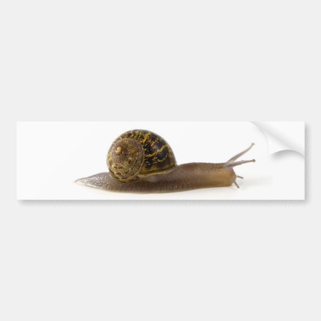 snigel bildekal (Framsidan)